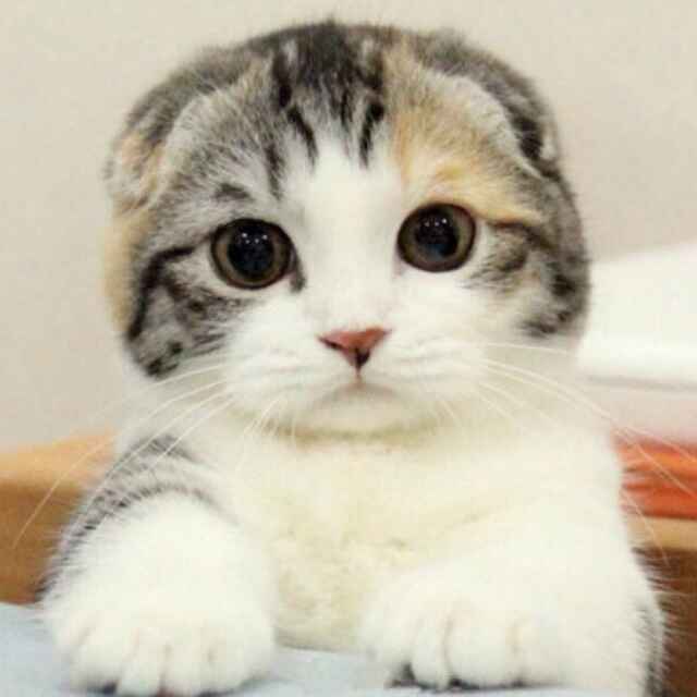 双展美邦杜星燃 头像