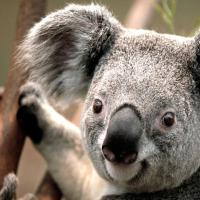 princesssissi 头像