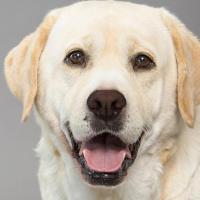 Labradoralism 头像