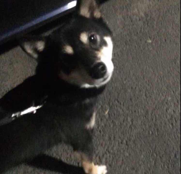 龙mm❤️小黑皮 头像