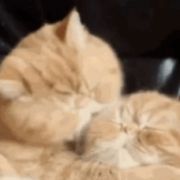 黑色幽默_vx 头像