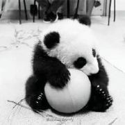 呆呆槑关系 头像