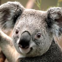 乌托邦de传说 头像