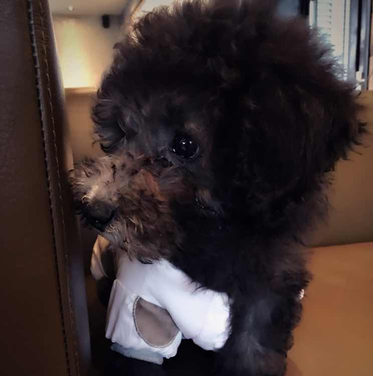 LItol_C🚙💨💨💨 头像