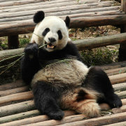 暴躁胖熊猫 头像