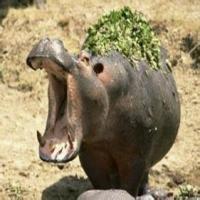 暴躁的河马 头像