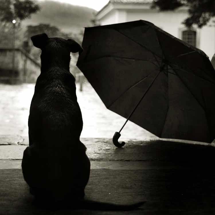 Singin&apos;in the rain 头像