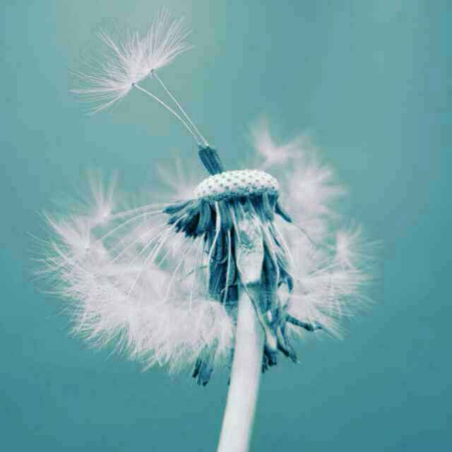 逆风的蒲公英 头像