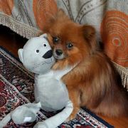 偶尔刷一刷 头像