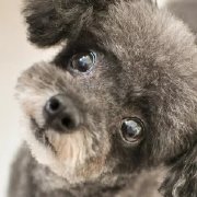 偶累哇斯吧赛亚近 头像