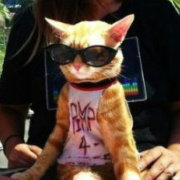 干瘪瘪的海绵 头像