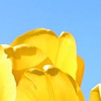 雪梨家的喵 头像