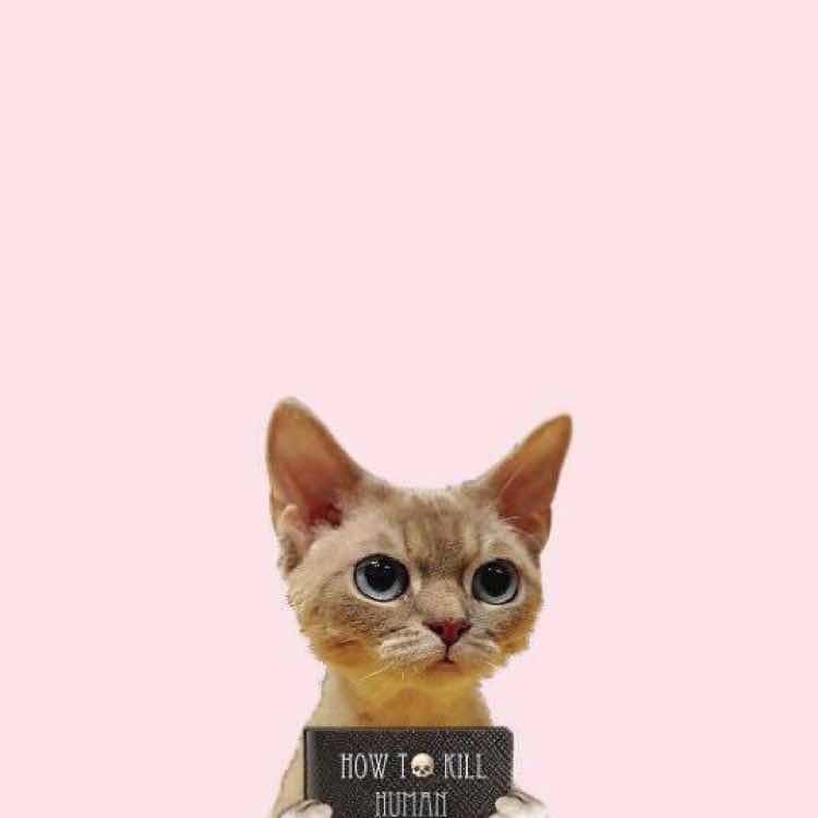 ʕ•̫͡•ོʔ 头像