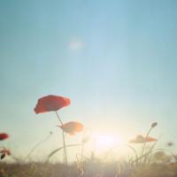 好奇的坏人 头像