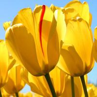 doctording_process 头像