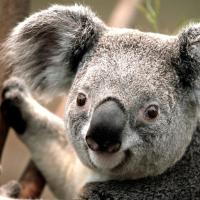 iccboy@126.com 头像