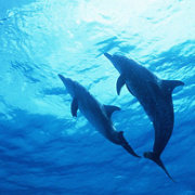 青春千桥sysu 头像