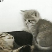 南国一柱SH 头像