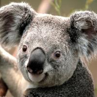 一头鲸哈哈哈 头像