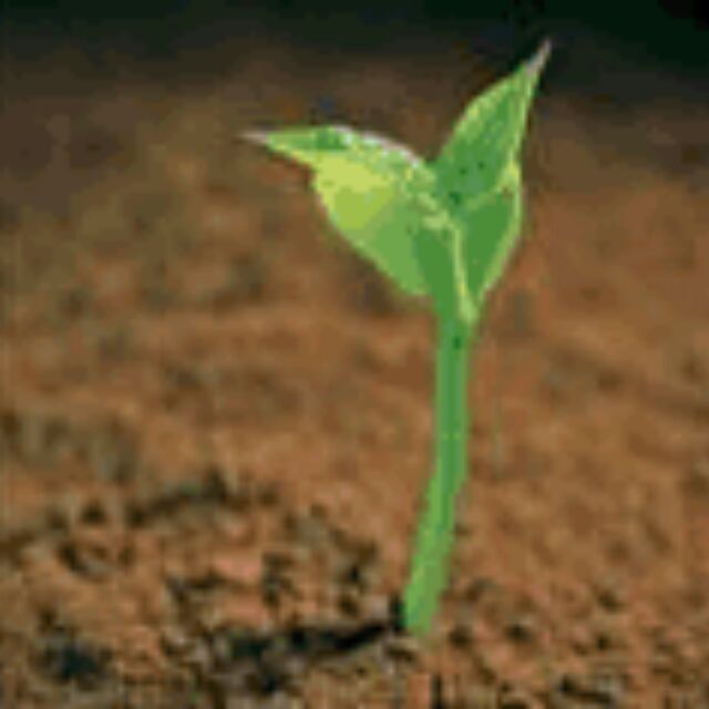 丫丫的脚丫 头像