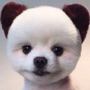 十一画的袋子 头像