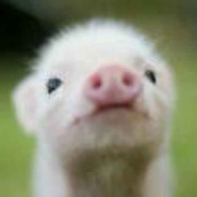 鱼与熊掌123 头像