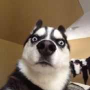 海贼减肥中 头像