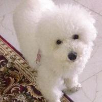 小金刚葫芦 头像