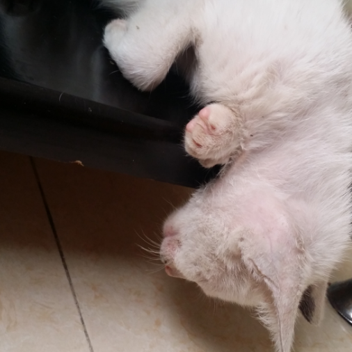 ฅ●ω●ฅ 头像