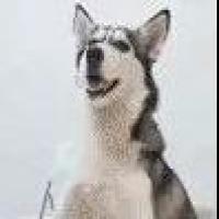 一夜微尘丶 头像