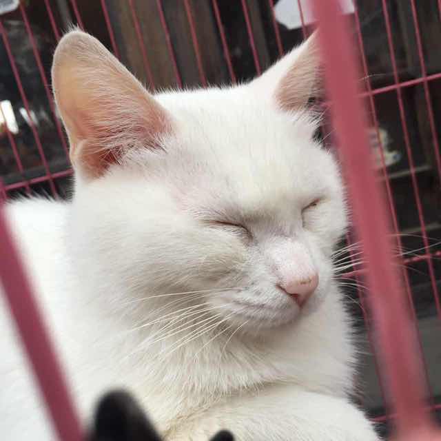 章大蒜🔰 头像