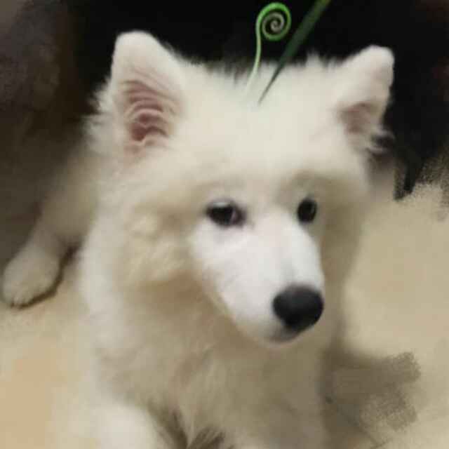 Monsant-Official 头像