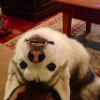 WalkingNotDead 头像