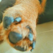 傻朵专用微博 头像