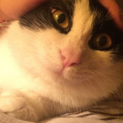 lcxpsycholcxpsycholcxpsycho 头像