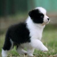 村长赵大宝 头像