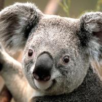 纯爱枫若情 头像