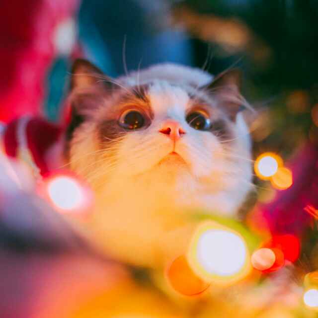 一只喵酱ฅ• . •ฅ 头像