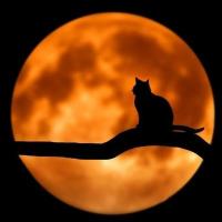 小墨牛轰轰 头像