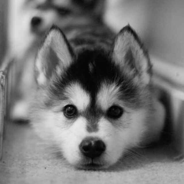 六月的兔子 头像