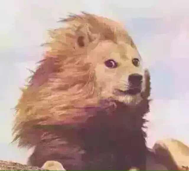 倩茹vickyliu🦁 头像