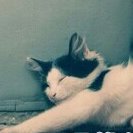 爷们龙翔无悔 头像