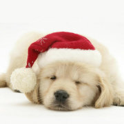 李安旭连续 头像