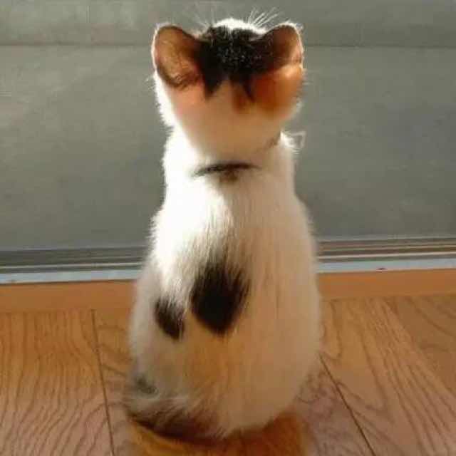 临轩沐风听雨 头像