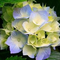 当初游的快了一点 头像