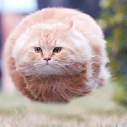 猫在空中飞 头像