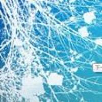 拍拍那个熊 头像