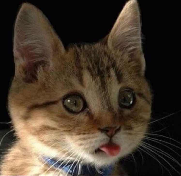 我是33（A面版） 头像