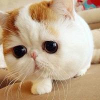 掬水yue在手 头像