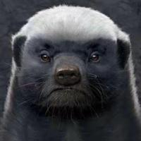 要不起,王炸 头像